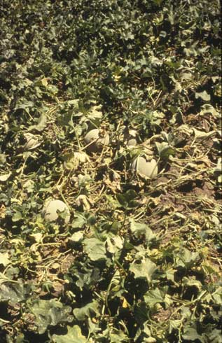 Declining cantaloupe plants infected with <i>Monosparascus cannoballus.</i>.