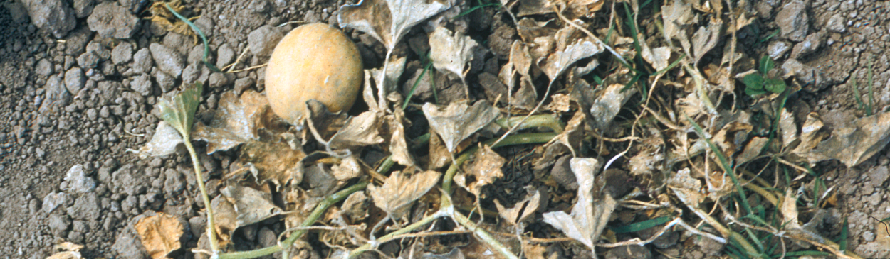 First symptoms of vine decline caused by <i>Monosporascus cannonballus</i> include chlorosis and necrosis of older crown leaves followed by canopy collapse.<