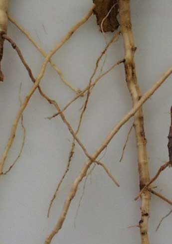 Root lesions on a melon plant with vine decline caused by <i>Monosporascus cannonballus.</i>.