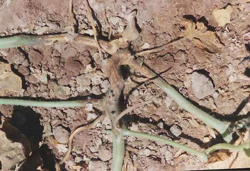 A cucurbit with charcoal rot caused by <i>Macrophomina phaseoli</i> showing lesions and overall browning and drying of the stem.