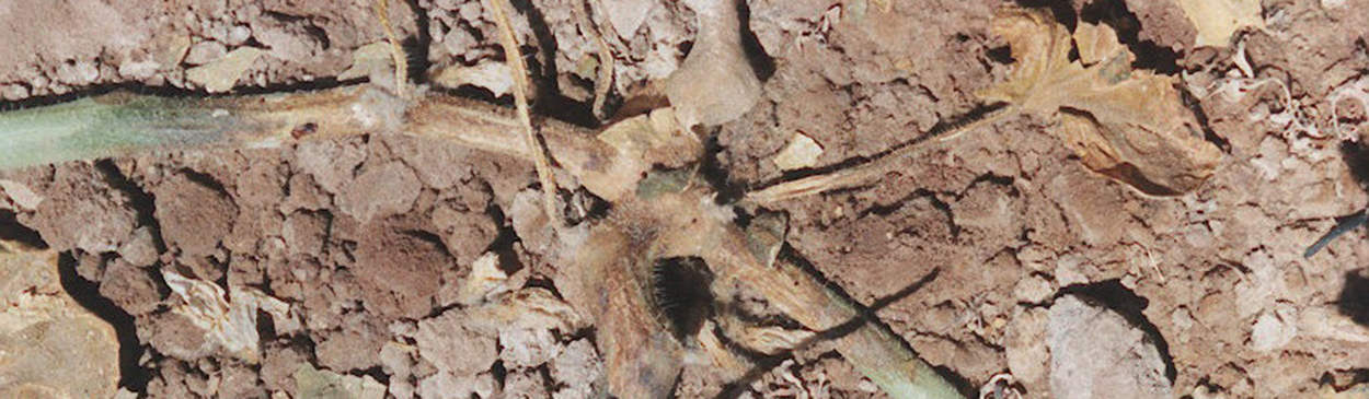 A cucurbit with charcoal rot caused by Macrophomina phaseoli showing lesions and overall browning and drying of the stem.