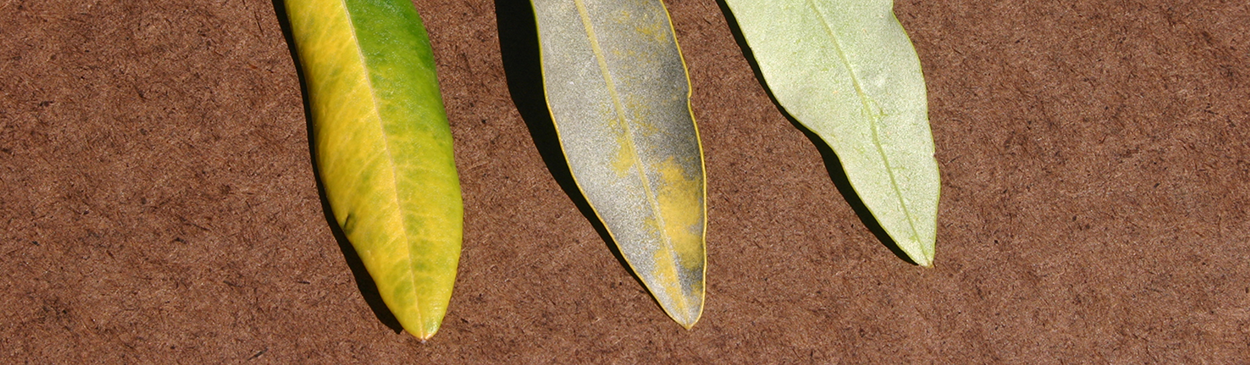 Yellowing and black, dusty fungal spores on olive leaves (left and center) infected with Mycocentrospora cladosporioides compared with healthy leaf (right).