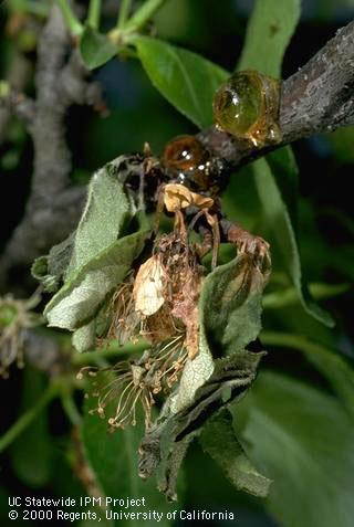 Brown rot blossom blight.