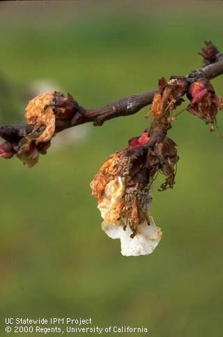 Blossom damaged by brown rot blossom blight.