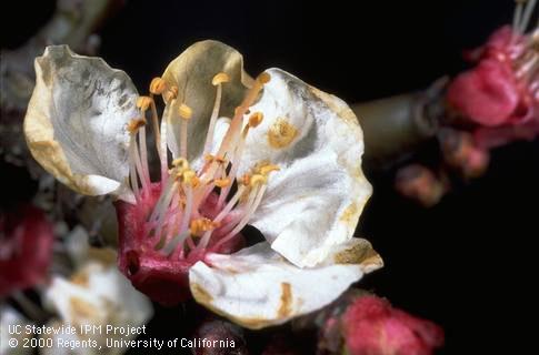 Blossom damaged by brown rot blossom blight.