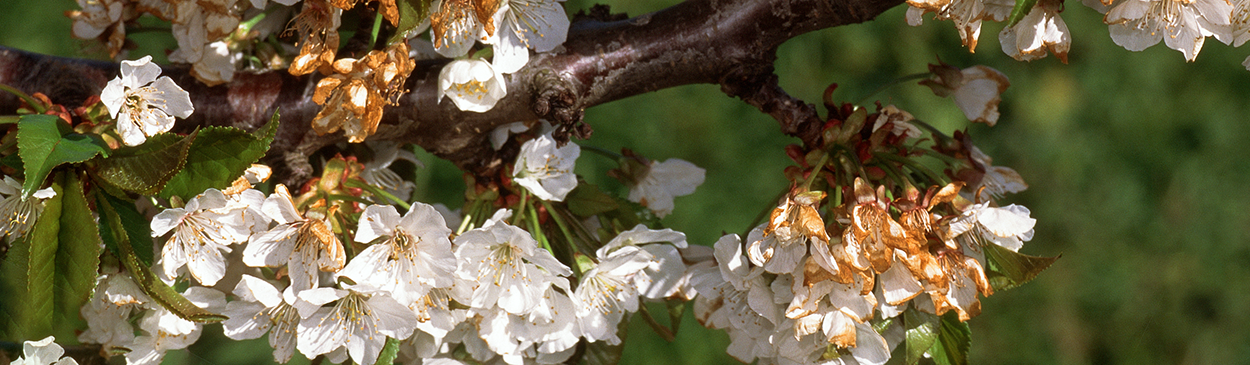 Brown rot blossom infections.