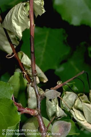 Brown rot branch and twig blight.