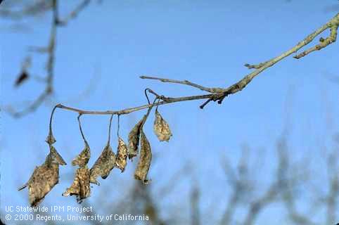 Dead leaves clinging to a shoot killed by brown rot.