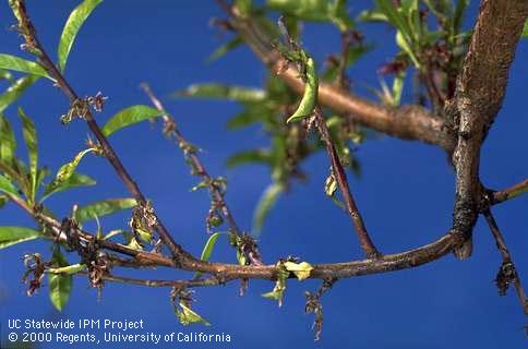 Several shoot tips with dead blossoms and dead leaves.