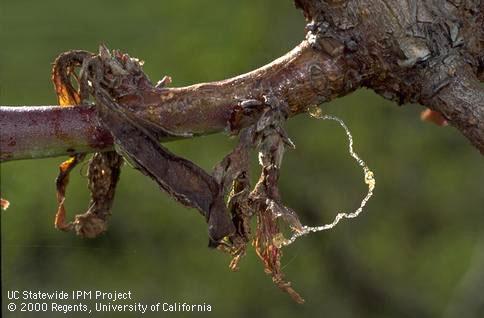 Dead leaf cluster, dead blossom, strand of gum exuding from twig.