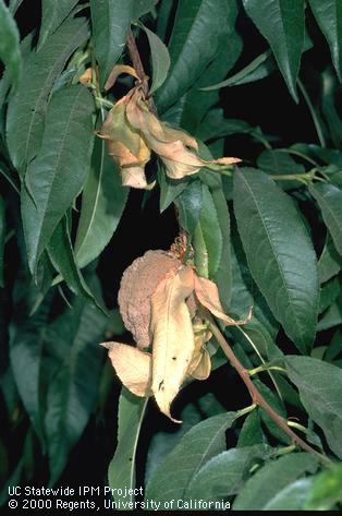 Peach shoot and fruit killed by brown rot fungus.