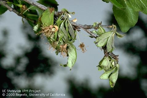 Shoot killed by brown rot.