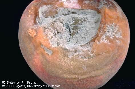 Fruit damaged by brown rot.