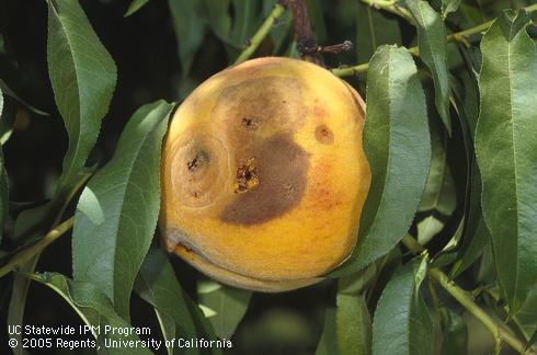 Brown rot, <i>Monilinia fructicola</i> or <i>M. laxa</i>, developing on a peach where it was injured by feeding of larvae of oriental fruit moth, <i>Grapholita molesta</i>, or peach twig borer, <i>Anarsia lineatella</i>.