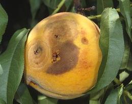 Brown rot developing on a ripening peach.