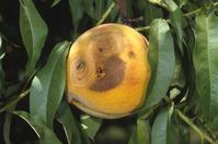 Fruit rot damage.