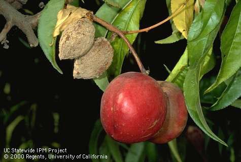 Brown rot fruit mummies next to ripe fruit.