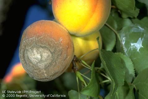 Gray and tan spore masses of brown rot, <i>Monilinia fructicola</i> or <i>Monilinia laxa</i>, developing in a ripe apricot fruit.