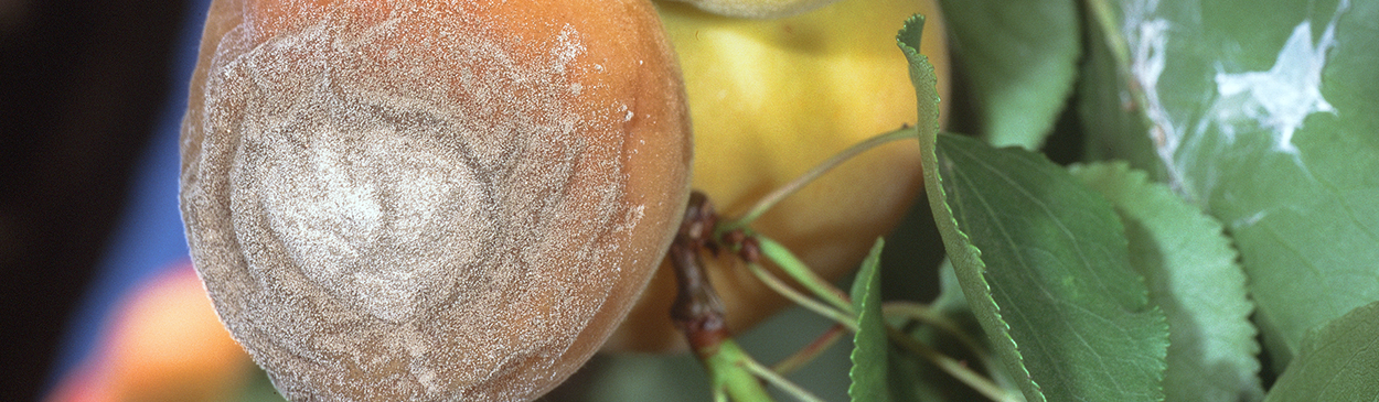 Tan spore masses form on apricots with ripe fruit rot.