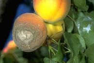 Ripe fruit rot