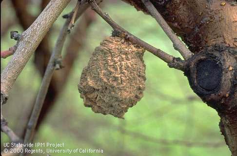 A mummified (old, unharvested) peach fruit with brown rot, <i>Monilinia fructicola</i>, covered with the fungal spores that can infect blossoms and fruit the next growing season.