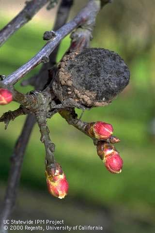 Spores produced on brown rot fruit mummies infect opening blossoms.