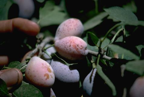 Quiescent (dormant) brown rot infections on immature prunes.