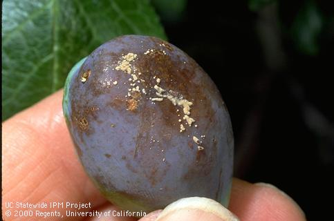 Brown rot on fruit.