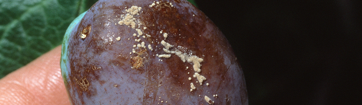 Sporulation on the surface of a fruit infected with Monilinia fructicola.