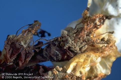 Fungus tissue of brown rot blossom blight.