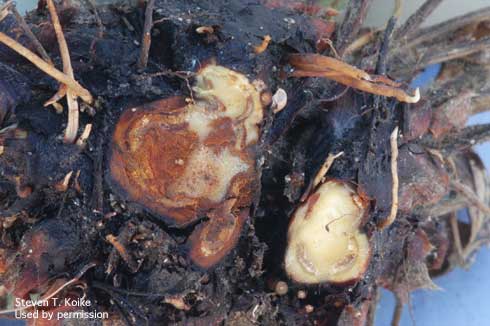 Internal brown discoloration of strawberry crown tissue infected with Macrophomia crown rot, caused by <i>Macrophomina phaseolina.</i>.