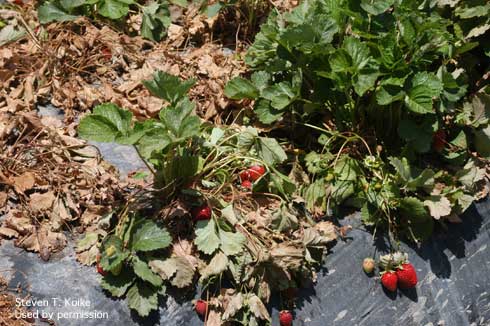 Collapse and desiccation of strawberry foliage damaged by Macrophomia crown rot, caused by <i>Macrophomina phaseolina.</i>.