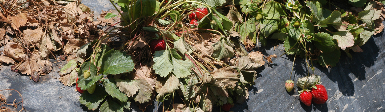 Collapse and desiccation of strawberry foliage damaged by Macrophomia crown rot, caused by Macrophomina phaseolina.