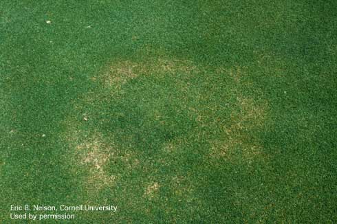 Summer patch in turfgrass, caused by <i>Magnaporthe poae.</i>.