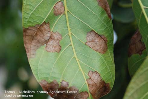 Necrotic blotches on walnut leaf caused by the anthracnose fungus,  <i>Marssonina</i> spp.