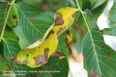 Necrotic blotches and leaf yellowing on walnut caused by the anthracnose fungus, <i>Marssonina</i> spp.