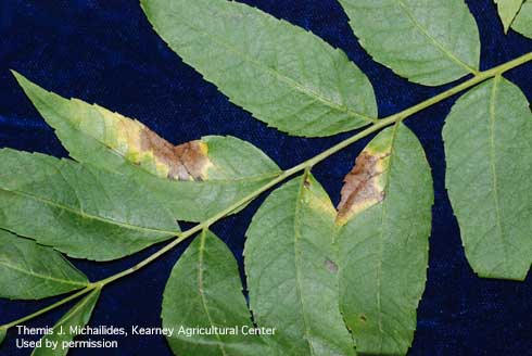 Necrotic lesions on walnut leaves caused by the anthracnose fungus, <i>Marssonina</i> spp.