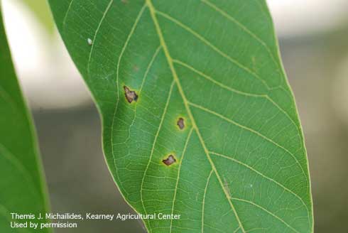 Small specks of necrotic lesions on walnut leaf are initial symptoms of an anthracnose infection, caused by <i>Marssonina</i> spp.