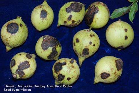 Necrotic blotches on walnut fruit caused by the anthracnose fungus, <i>Marssonina</i> spp.