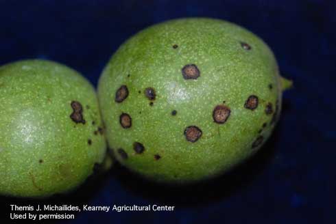 Small necrotic lesions on walnut fruit caused by the anthracnose fungus, <i>Marssonina</i> spp.