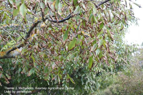 Necrotic lesions on walnut leaf margins caused by the anthracnose fungus, <i>Marssonina</i> spp.