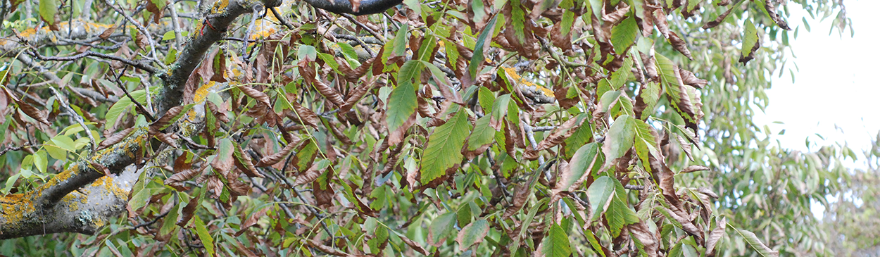 Necrotic lesions on walnut leaf margins caused by the anthracnose fungus, Marssonina spp.