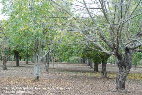 Black walnut trees (right) infected with the anthracnose fungus, <i>Marssonina</i> spp., are entirely defoliated, while infected Paradox trees (left) are only partially defoliated.