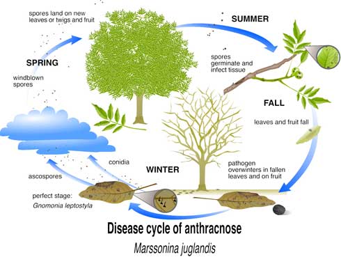 Anthracnose disease cycle on walnut.