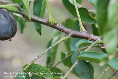 Lesions on walnut shoots caused by the anthracnose fungus, <i>Marssonina</i> spp.