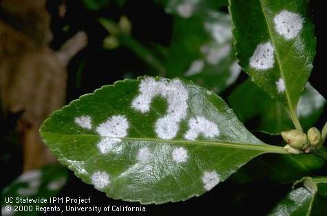 White patches of powdery mildew on euonymus leaf.