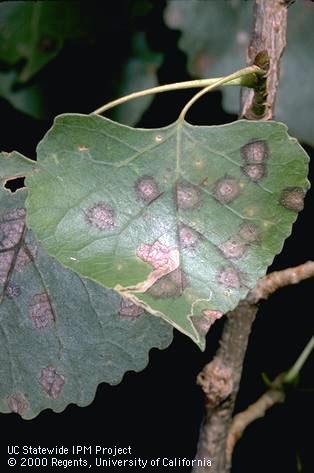 Foliage damaged by Septoria leaf spot.