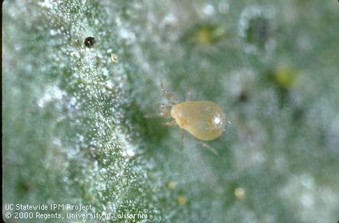 Adult western predatory mite.