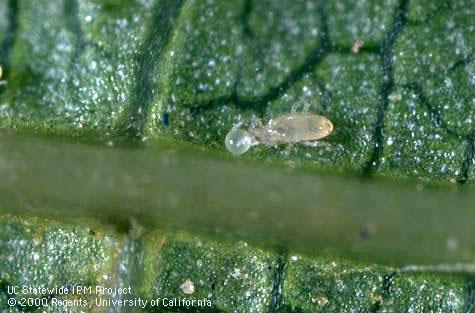 Western predatory mite, Galendromus (=Metaseiulus) occidentalis, feeding on a spider mite egg.