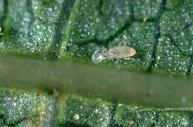 Western predatory mite attacking spider mite egg.